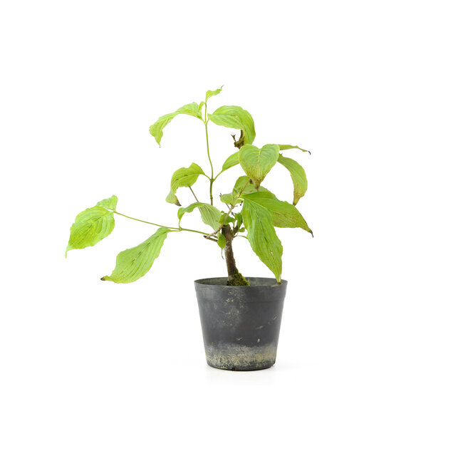 Cornus kosa, 16,5 cm, ± 7 ans