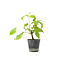 Cornus kosa, 16,5 cm, ± 7 Jahre alt