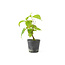 Cornus kosa, 16,5 cm, ± 7 years old