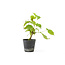 Cornus kosa, 16,5 cm, ± 7 ans