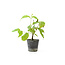 Cornus kosa, 16,5 cm, ± 7 ans