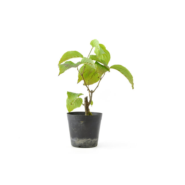 Cornus kosa, 15,6 cm, ± 7 ans