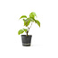 Cornus kosa, 15,6 cm, ± 7 ans