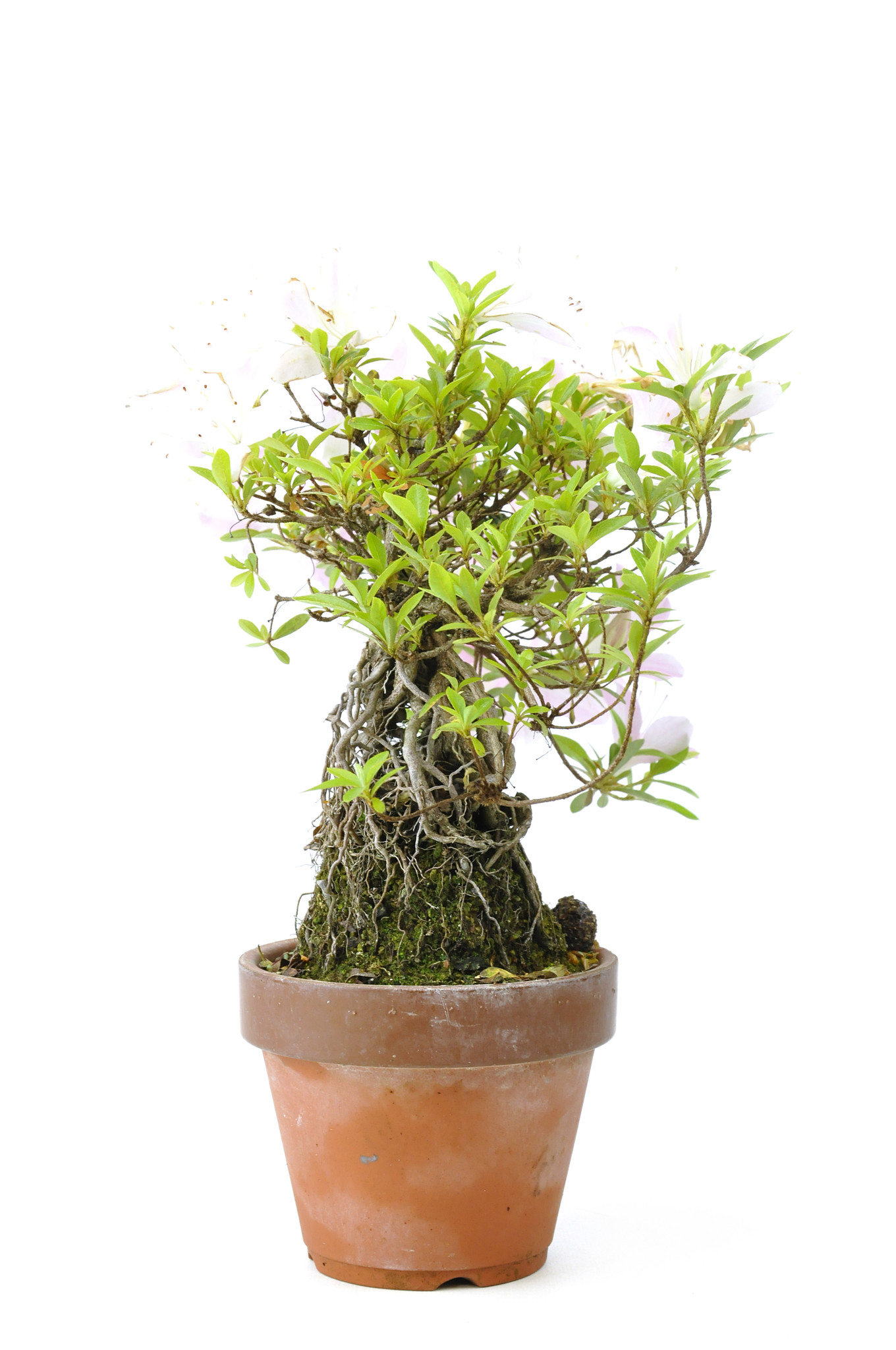 Azalea giapponese (Satsuki Sania), 20 cm, ± 12 anni Bonsai Plaza