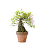 Japanese azalea (Satsuki Sania), 20 cm, ± 12 years old