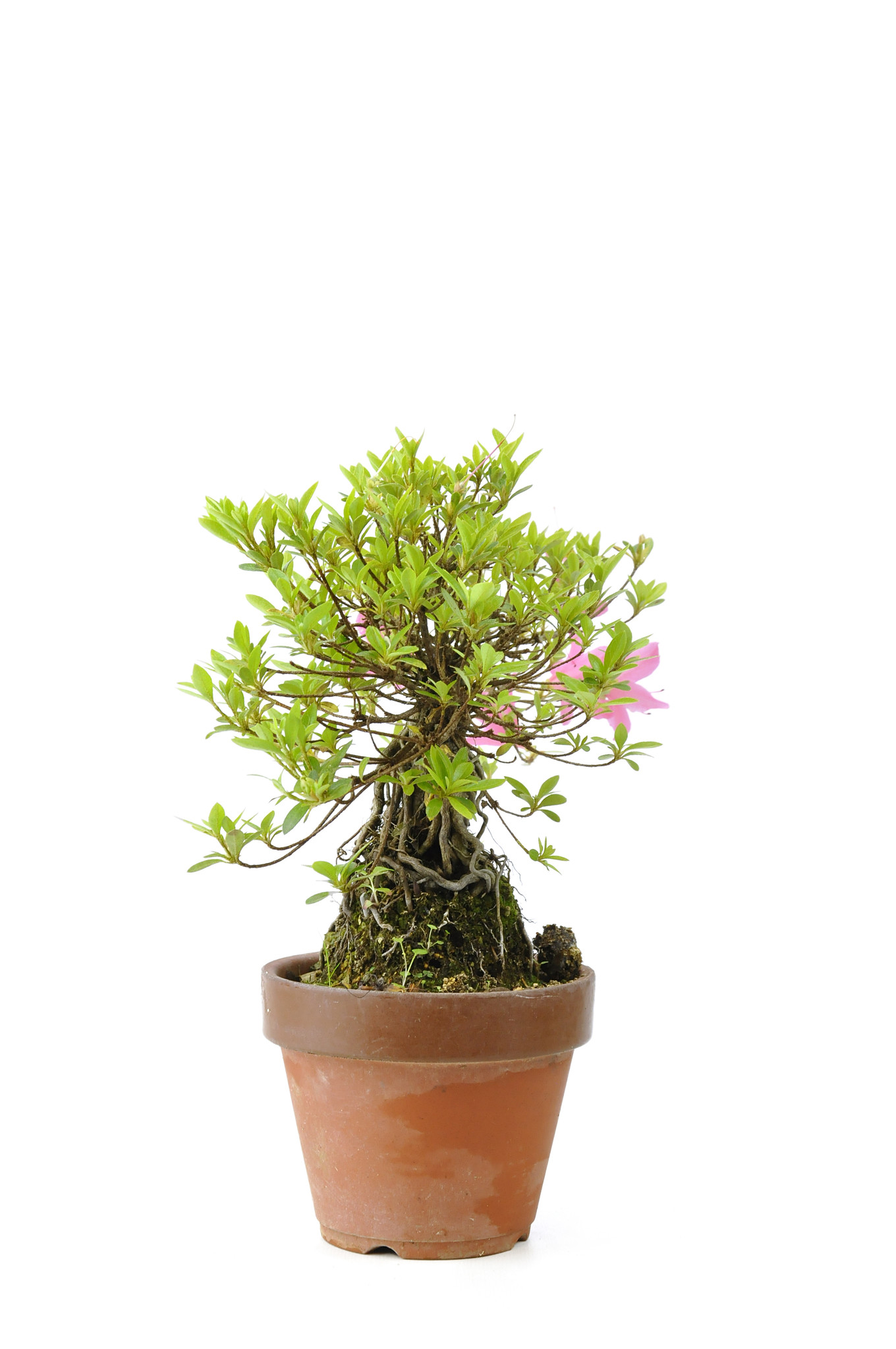 Bonsai Baum 50 Jahre