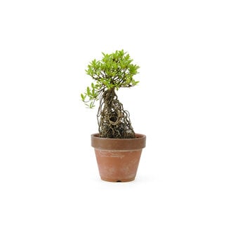 Azalea giapponese, 18 cm, ± 20 anni