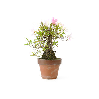 Azalea giapponese, 20 cm, ± 20 anni