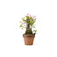 Azalea giapponese, 20 cm, ± 20 anni, con fiori bianchi e rosa