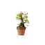 Azalea giapponese, 20 cm, ± 20 anni, con fiori bianchi e rosa