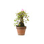 Azalea giapponese, 20 cm, ± 20 anni, con fiori bianchi e rosa