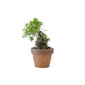 Azalea giapponese, 15 cm, ± 20 anni