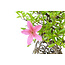 Japanese azalea, 20,1 cm, ± 20 years old, with white and pink flowers