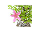 Japanische Azalee, 20,1 cm, ± 20 Jahre alt, mit weißen und rosa Blüten
