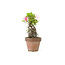 Japanese azalea, 20,1 cm, ± 20 years old, with white and pink flowers