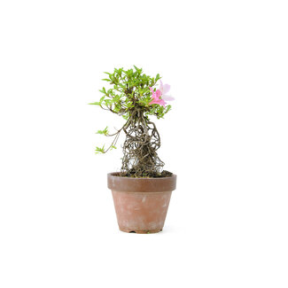 Japanese azalea, 20,1 cm, ± 20 years old