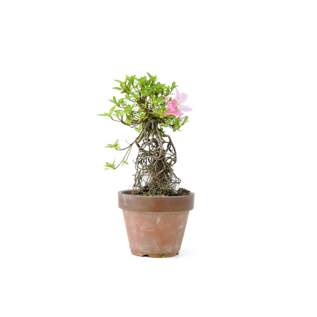 Azalea japonesa, 20,1 cm, ± 20 años, con flores blancas y rosadas