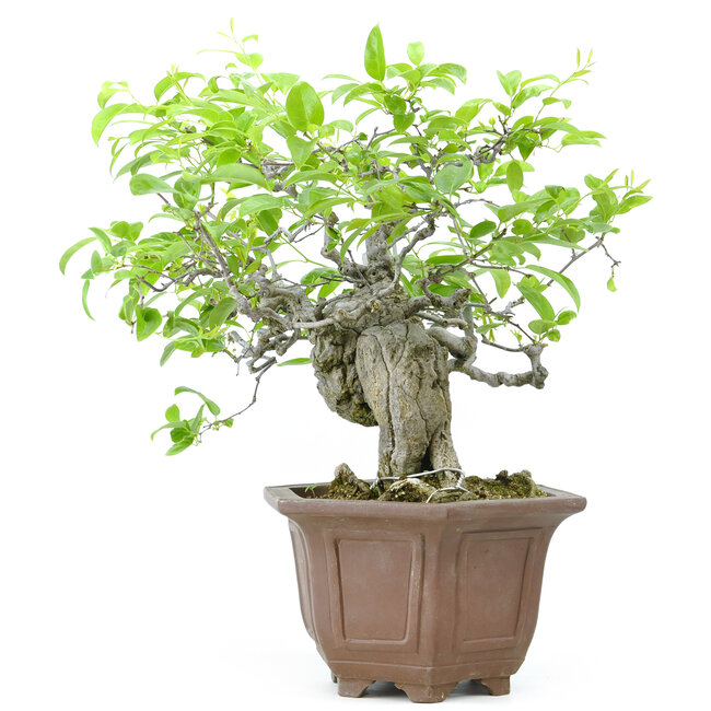 Cocculus trilobus, 33 cm, ± 35 ans, avec des baies bleues