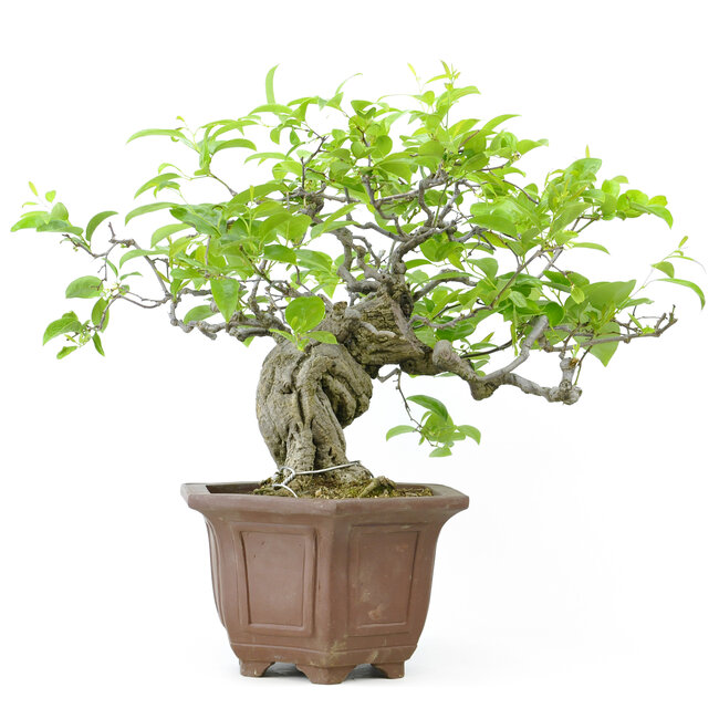 Cocculus trilobus, 33 cm, ± 35 years old, with blue berries