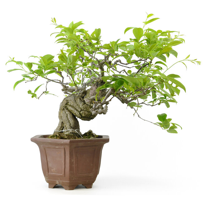 Cocculus trilobus, 33 cm, ± 35 jaar oud, met blauwe bessen