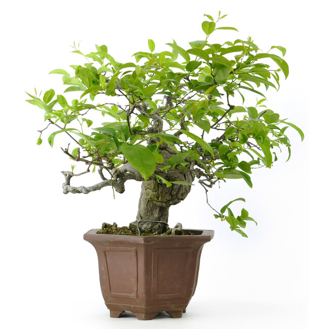 Cocculus trilobus, 33 cm, ± 35 años, con bayas azules