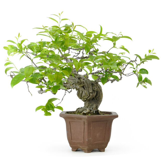 Cocculus trilobus, 33 cm, ± 35 years old, with blue berries