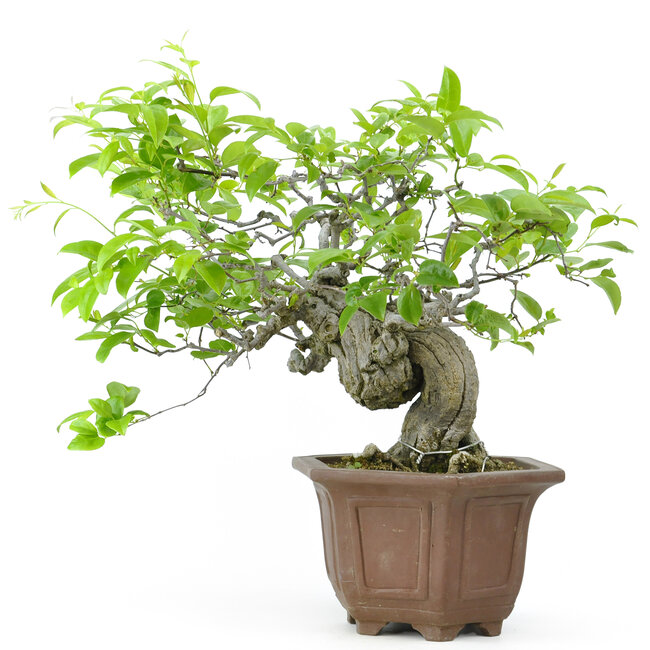 Cocculus trilobus, 33 cm, ± 35 years old, with blue berries