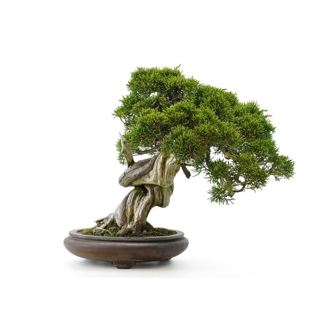 Chinese juniper (itoigawa), 26 cm, ± 35 years old - Bonsai Plaza