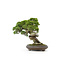 Chinese juniper (itoigawa), 26 cm, ± 35 years old, with a beautiful movement and nice deadwood