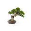 Chinese jeneverbes (itoigawa), 26 cm, ± 35 jaar oud, met een prachtige beweging en mooi dood hout