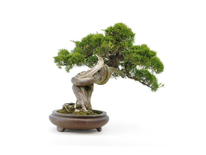 Chinese juniper (itoigawa), 26 cm, ± 35 years old, with a beautiful movement and nice deadwood