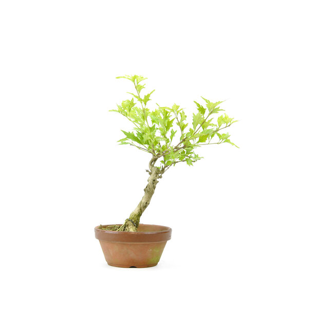 Albero del mal di testa, 25,1 cm, ± 10 anni