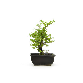 Cork bark elm with small leaves, 15 cm, ± 8 years old