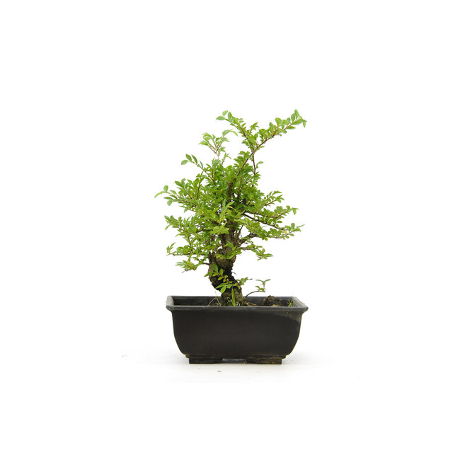 Cork bark elm with small leaves, 15 cm, ± 8 years old, with a nice corkbark elm
