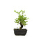 Cork bark elm with small leaves, 15 cm, ± 8 years old, with a nice corkbark elm