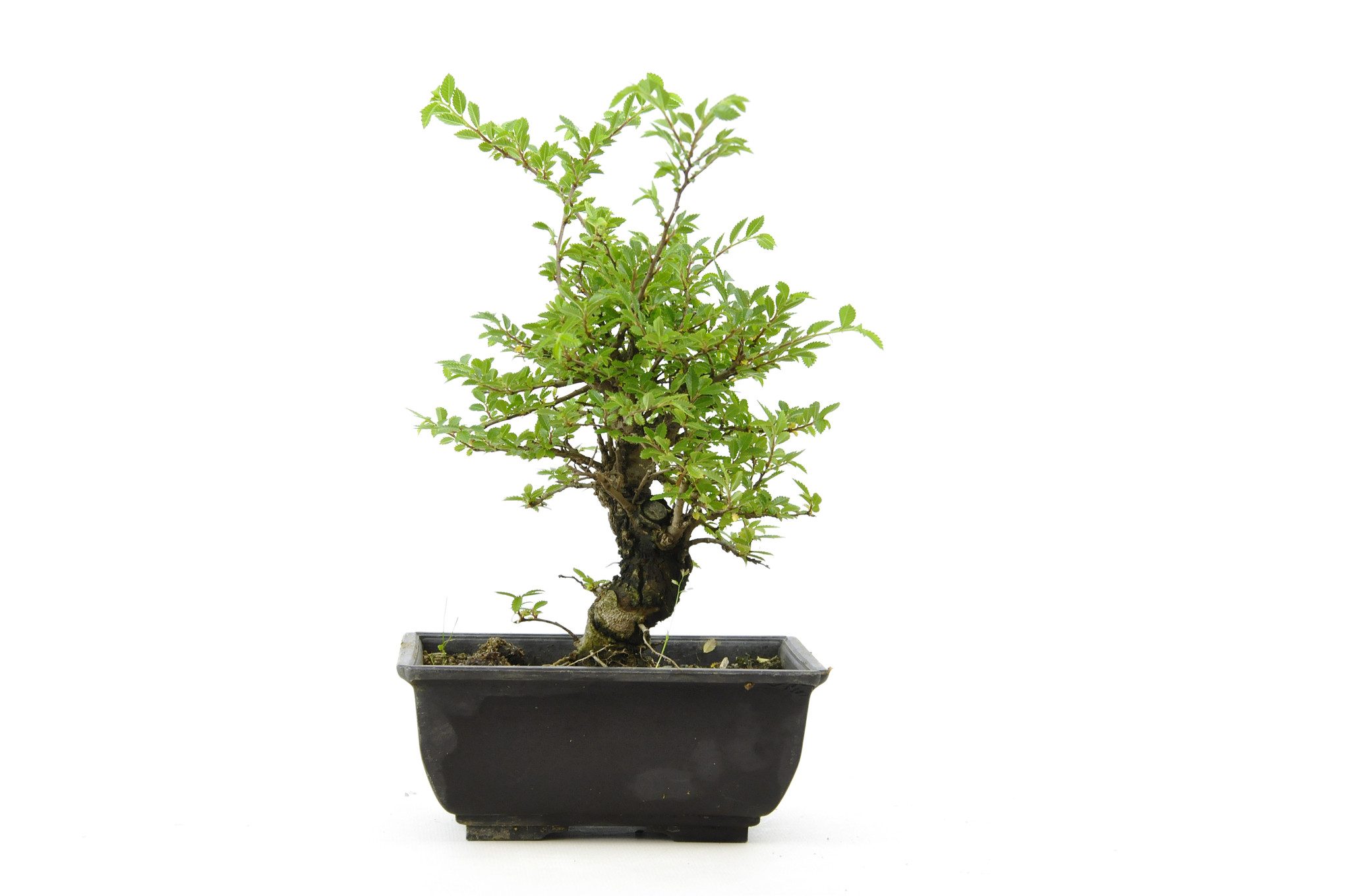 Cork bark elm with small leaves, 15 cm, ± 8 years old Bonsai Plaza