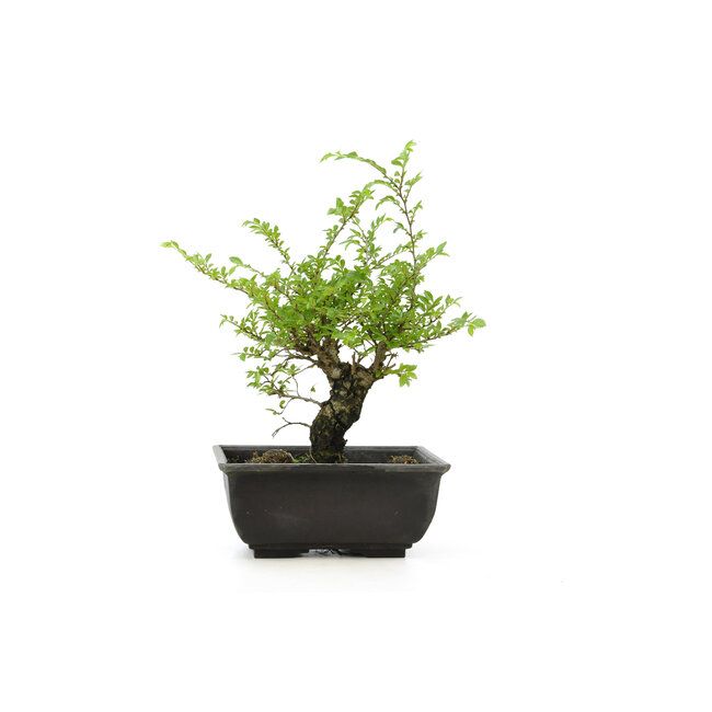 Cork bark elm with small leaves, 15,2 cm, ± 8 years old, with a nice corkbark elm