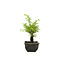 Cork bark elm with small leaves, 15,2 cm, ± 8 years old, with a nice corkbark elm