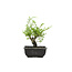 Cork bark elm with small leaves, 15,2 cm, ± 8 years old, with a nice corkbark elm