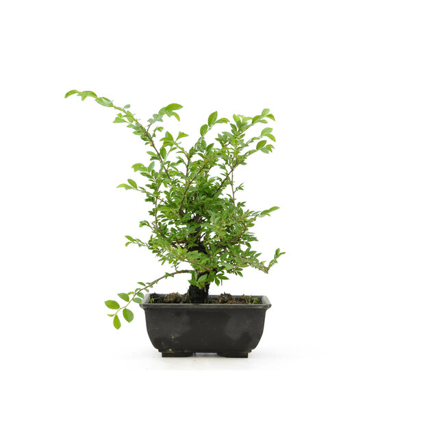 Cork bark elm with small leaves, 15,3 cm, ± 8 years old, with a nice corkbark elm