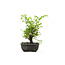 Cork bark elm with small leaves, 15,3 cm, ± 8 years old, with a nice corkbark elm