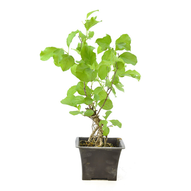 Agridulce oriental, 30 cm, ± 12 años, con pequeñas bayas rojas