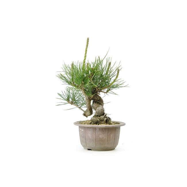 Japanese black pine, 13 cm, ± 18 years old