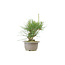 Japanese black pine, 13 cm, ± 18 years old