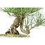 Japanese black pine, 13 cm, ± 18 years old