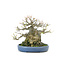 Trident maple, 18 cm, ± 40 years old, with an impressive treethrunk