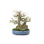 Trident maple, 18 cm, ± 40 years old, with an impressive treethrunk