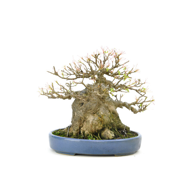 Arce tridente, 18 cm, ± 40 años, con un impresionante tronco de árbol