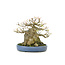 Trident maple, 18 cm, ± 40 years old, with an impressive treethrunk