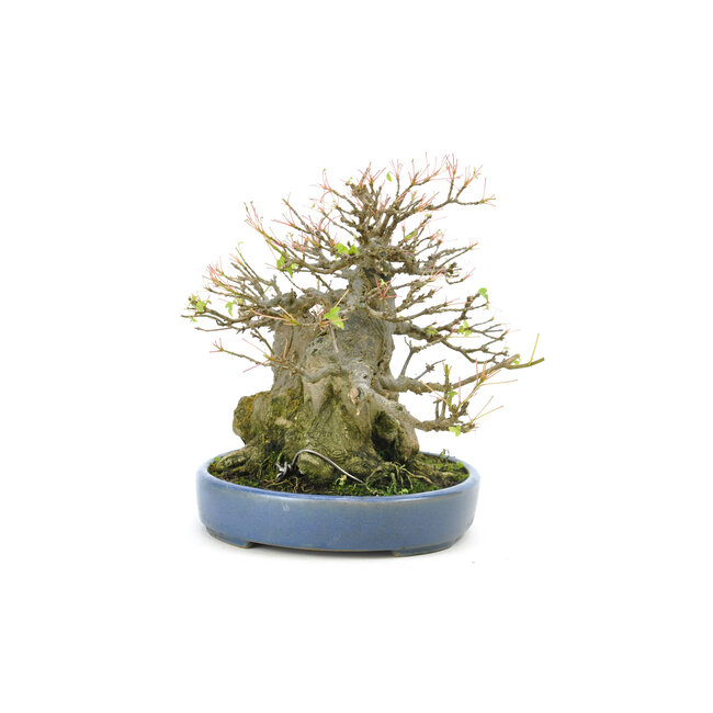 Arce tridente, 18 cm, ± 40 años, con un impresionante tronco de árbol